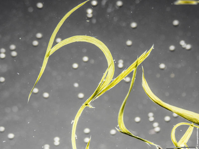 Aphanizomenon flos-aquae