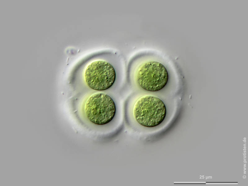 Chroococcus subnudus