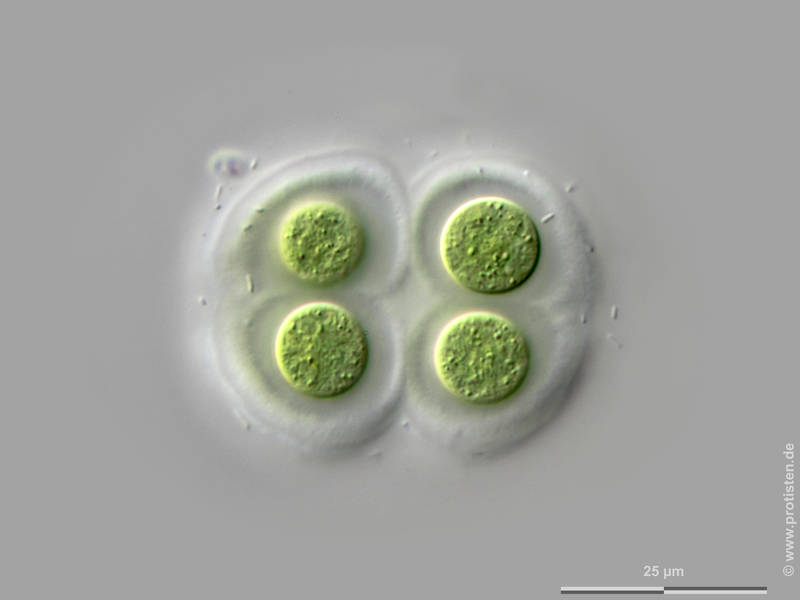 Chroococcus subnudus