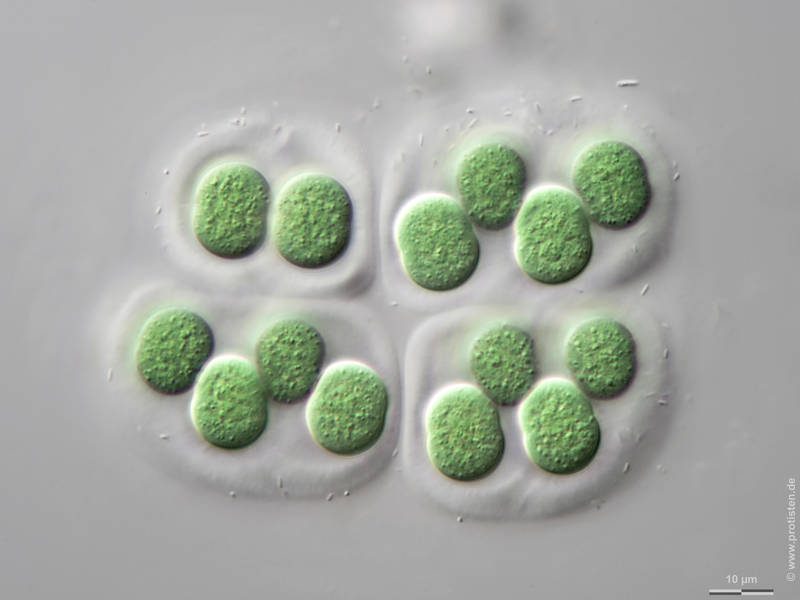 Chroococcus subnudus
