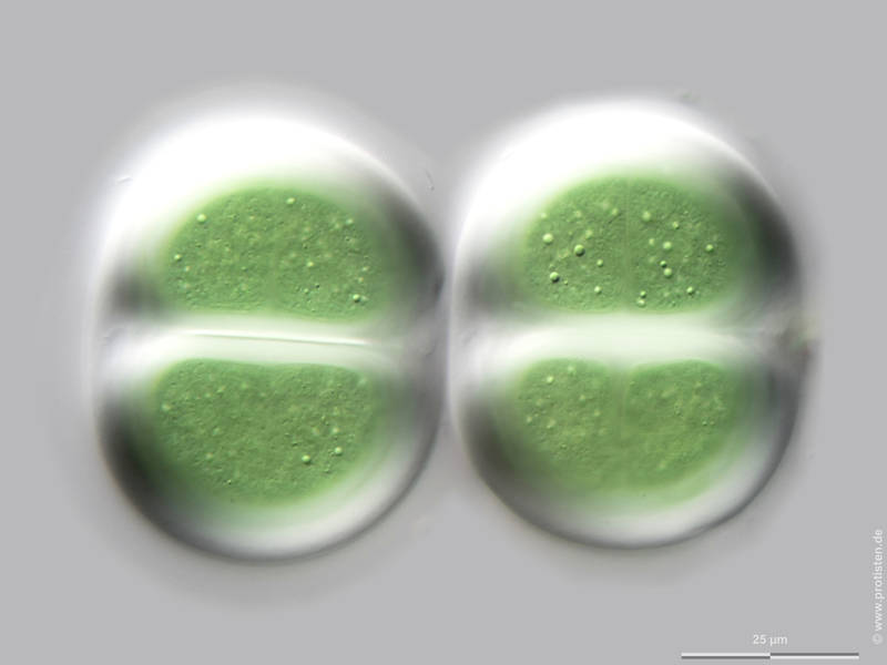 Chroococcus turgidus