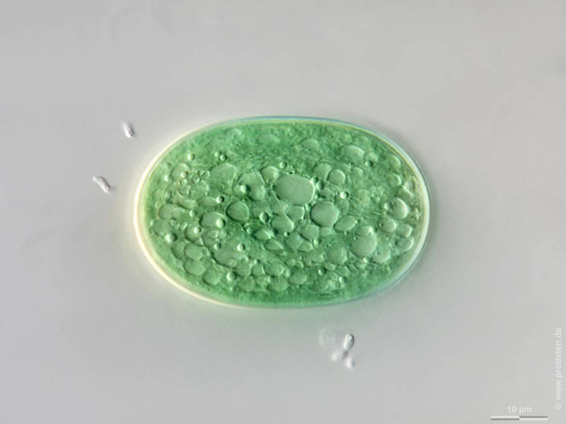 Cyanothece major