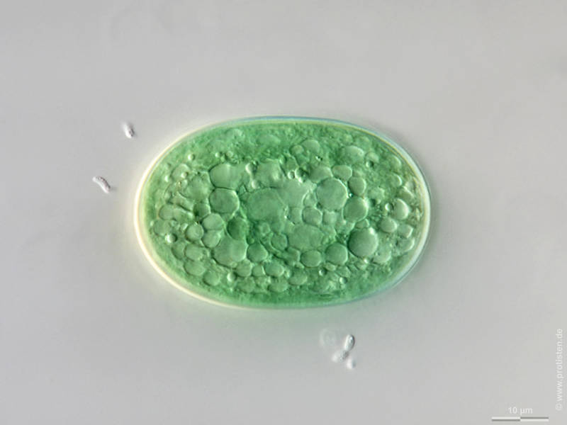 Cyanothece major
