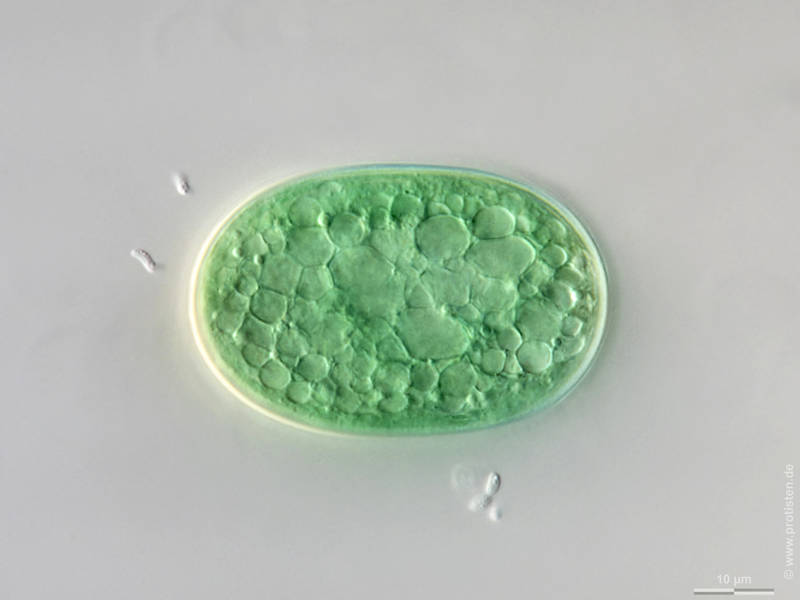 Cyanothece major