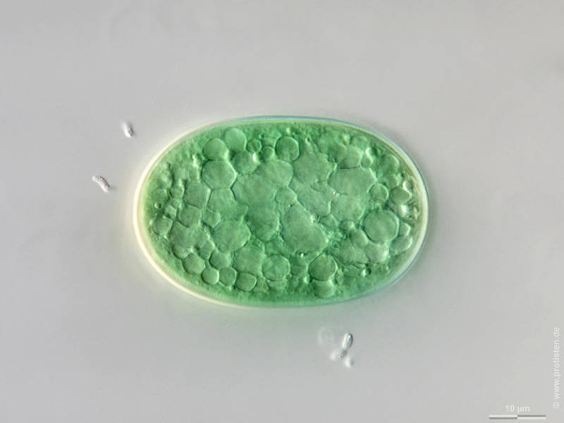 Cyanothece major