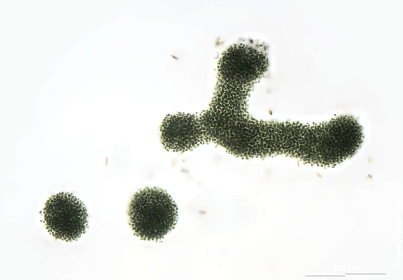 Microcystis aeruginosa