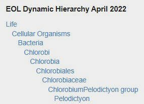 Pelodictyon-EOL-dd