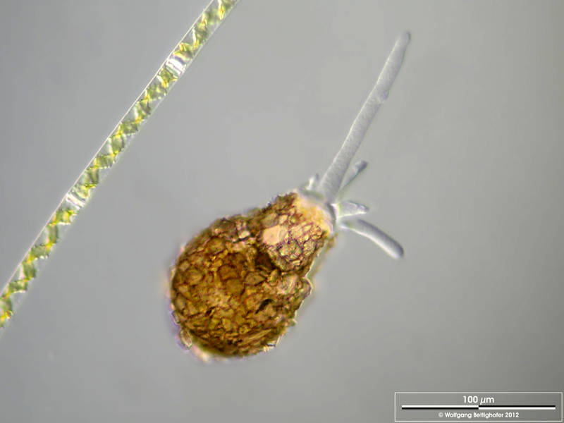 Pontigulasia rhumbleri