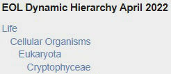 Cryptophyceae