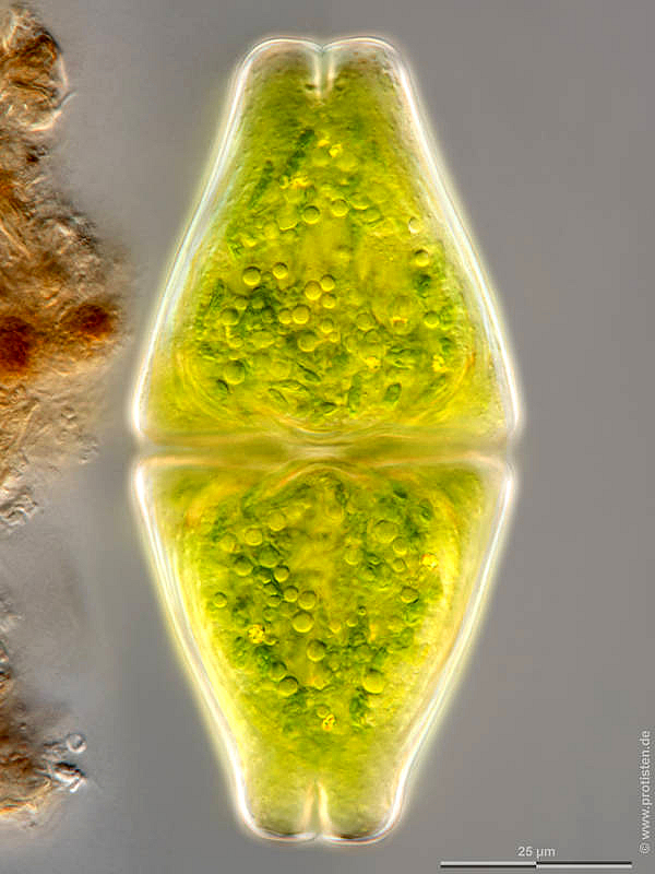 Euastrum rhomboidale