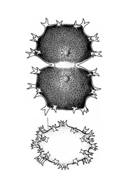 Xanthidium armatum original graphic by Prof. Lenzenweger
