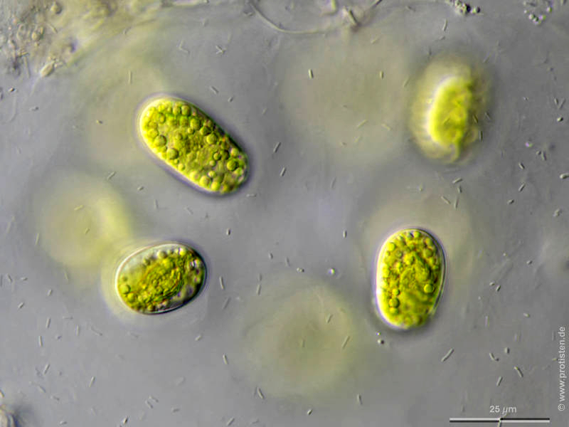 Mesotaenium chlamydosporum