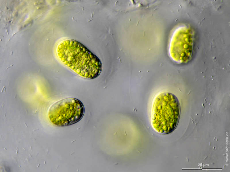 Mesotaenium chlamydosporum