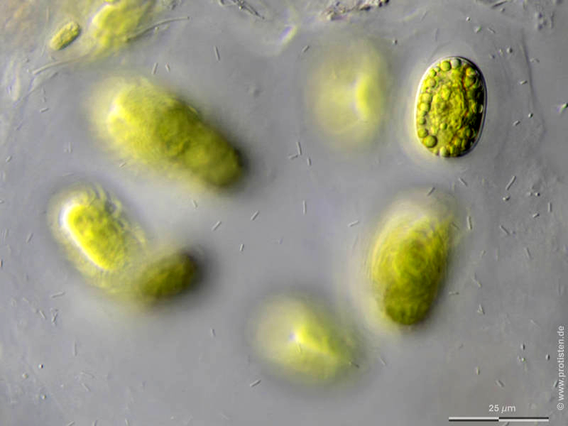Mesotaenium chlamydosporum