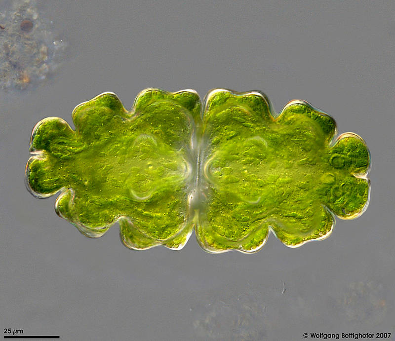 Euastrum oblongum