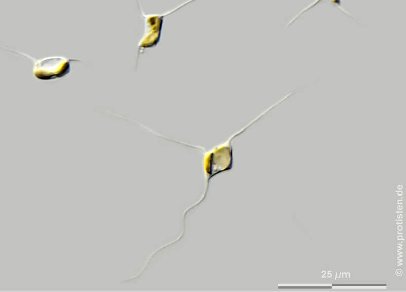 Attheya septentrionalis