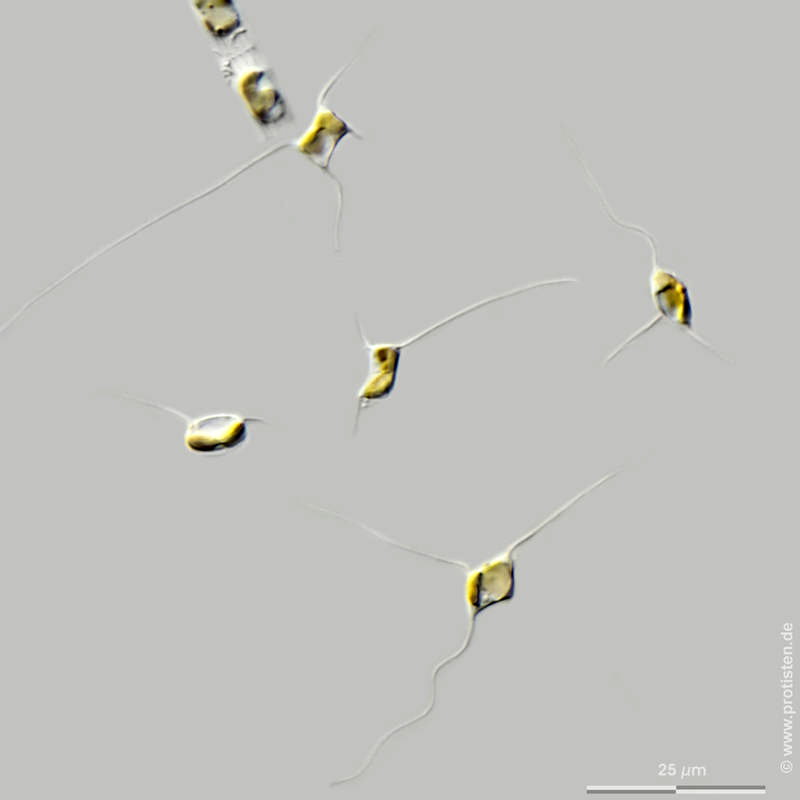 Attheya septentrionalis