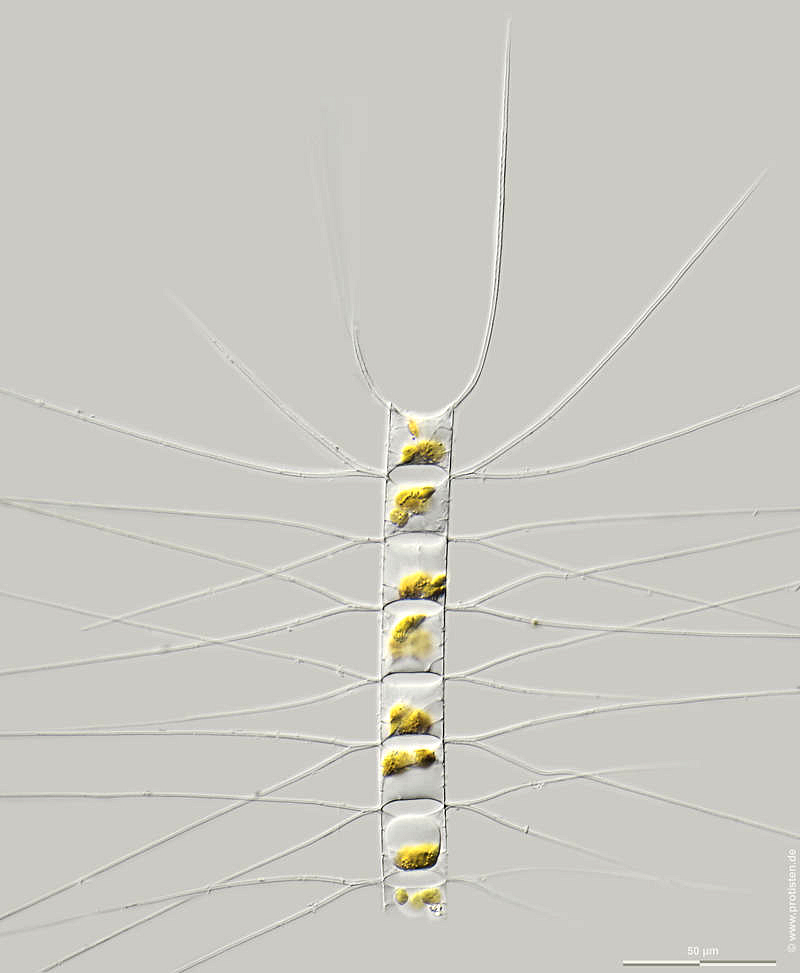 Chaetoceros decipiens