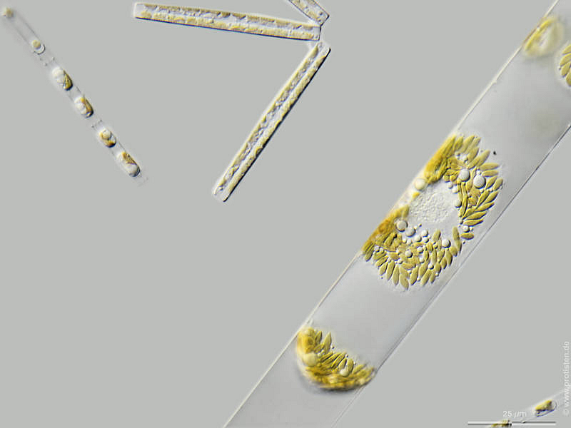 Sundstroemia setigera