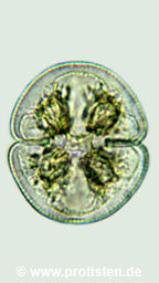 Cosmarium neocirculare