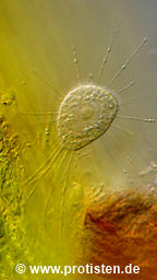 Nuclearia simplex