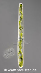 Pleurotaenium trabecula var. trabecula