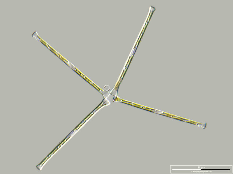 Asterionella formosa