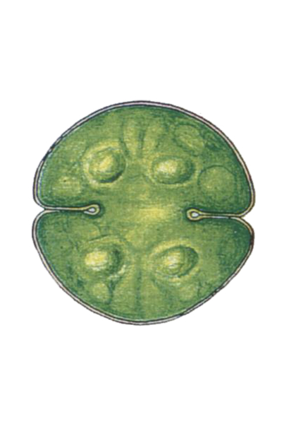 Cosmarium neocirculare graphic by Prof. Lenzenweger
