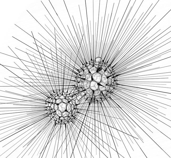 Actinosphaerium eichhornii - drawing Wolfgang Bettighofer
