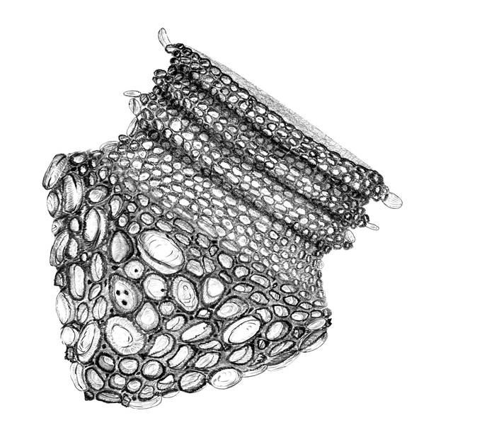 Codonella cratera - drawing Wolfgang Bettighofer