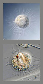 Heliozioc Amoeboids