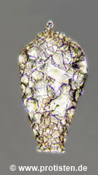 Cylindrifflugia acuminata