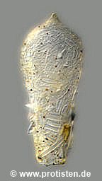 Difflugia brevicaulis