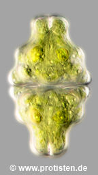 Euastrum neosinuosum