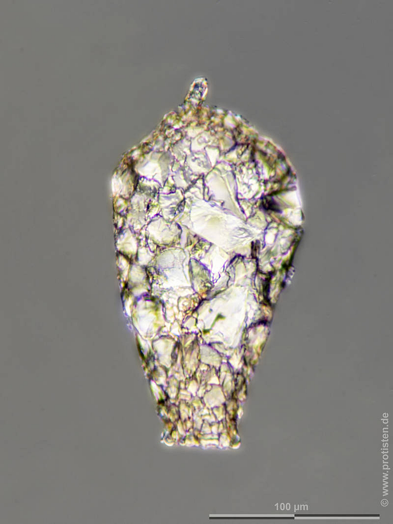 Cylindrifflugia acuminata