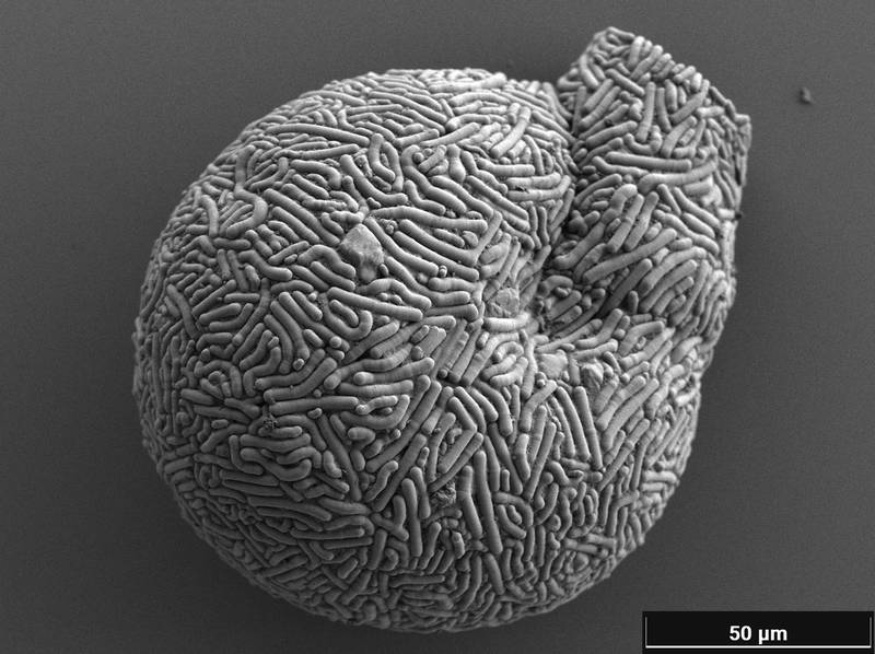 Lesquereusia spiralis