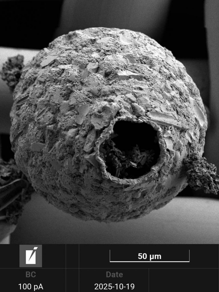 Netzelia tuberculata