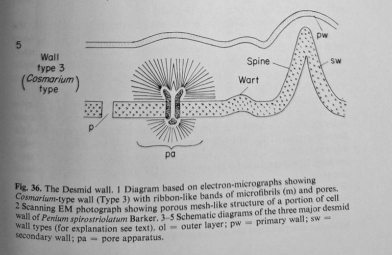 Cell wall of the Cosmarium type