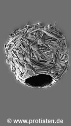 Difflugia brevicolla