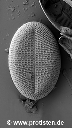 Cocconeis placentula var. euglypta