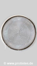 Coscinodiscus concinnus
