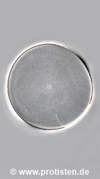 Coscinodiscus wailesii