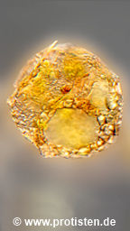 Difflugia brevicolla