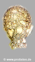 Difflugia capreolata