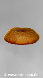 Galeripora bathystoma