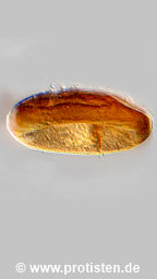 Galeripora bathystoma