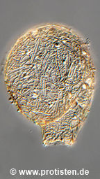 Lesquereusia modesta