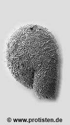 Lesquereusia spiralis