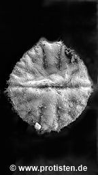 Micrasterias fimbriata