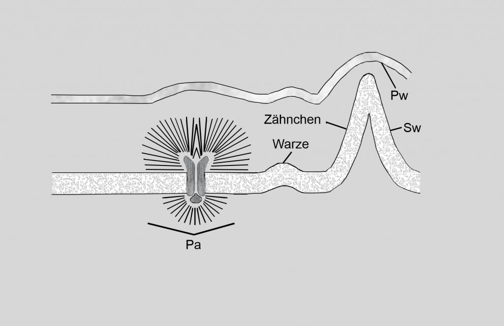 Cell wall of the Cosmarium type